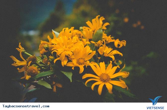 Những Mùa Hoa Đẹp Trên Cung Đường Phượt Tây Bắc - Ảnh 5