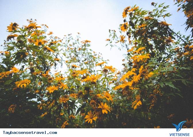 Những Mùa Hoa Đẹp Trên Cung Đường Phượt Tây Bắc - Ảnh 1