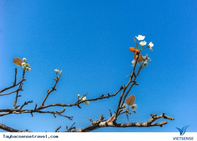 Những Mùa Hoa Đẹp Trên Cung Đường Phượt Tây Bắc - Ảnh 13