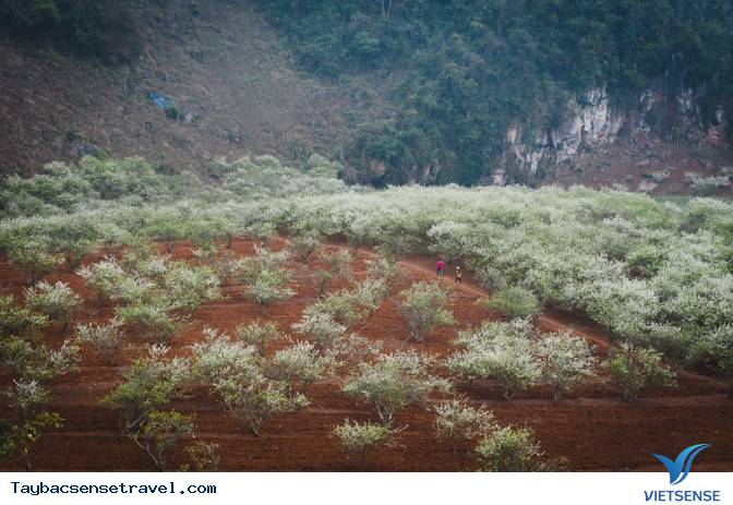 Những Mùa Hoa Đẹp Trên Cung Đường Phượt Tây Bắc - Ảnh 11