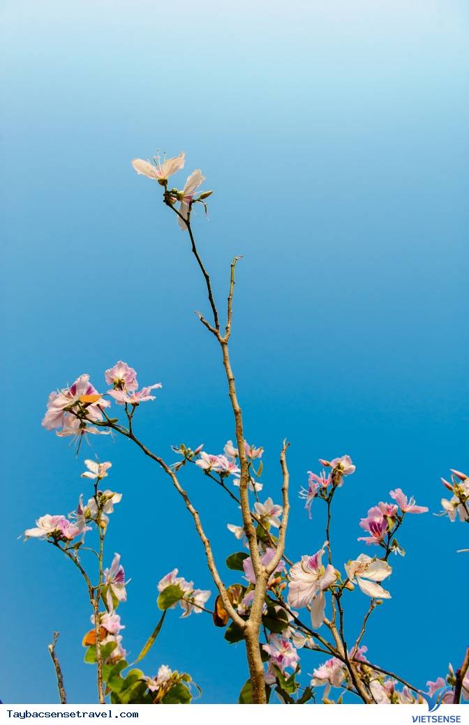 Những Mùa Hoa Đẹp Trên Cung Đường Phượt Tây Bắc - Ảnh 27