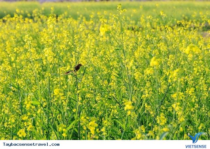 CẢI VÀNG THẮP LỬA TRỜI ĐÔNG GIÁ - Ảnh 3 CẢI VÀNG THẮP LỬA TRỜI ĐÔNG GIÁ - Ảnh 3