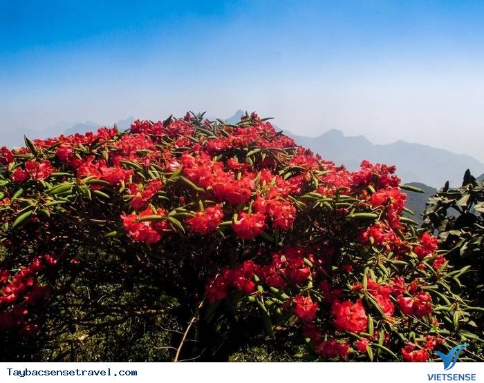 ĐỖ QUYÊN RỰC RỠ TRONG MÙA HẠ - Ảnh 2 ĐỖ QUYÊN RỰC RỠ TRONG MÙA HẠ - Ảnh 2