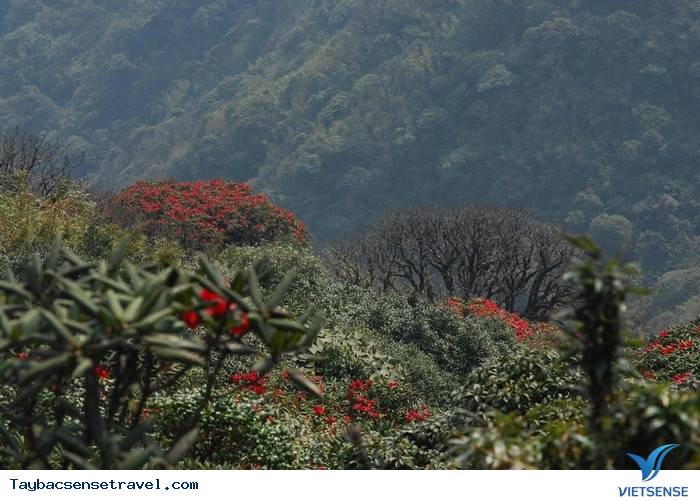 ĐỖ QUYÊN RỰC RỠ TRONG MÙA HẠ - Ảnh 1 ĐỖ QUYÊN RỰC RỠ TRONG MÙA HẠ - Ảnh 1