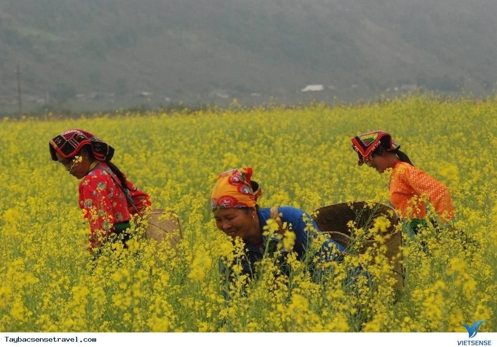CẢI VÀNG THẮP LỬA TRỜI ĐÔNG GIÁ - Ảnh 2 CẢI VÀNG THẮP LỬA TRỜI ĐÔNG GIÁ - Ảnh 2
