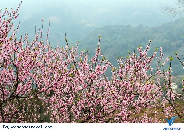 XUÂN VỀ TƯƠI THẮM SẮC ĐÀO PHAI - Ảnh 2 XUÂN VỀ TƯƠI THẮM SẮC ĐÀO PHAI - Ảnh 2