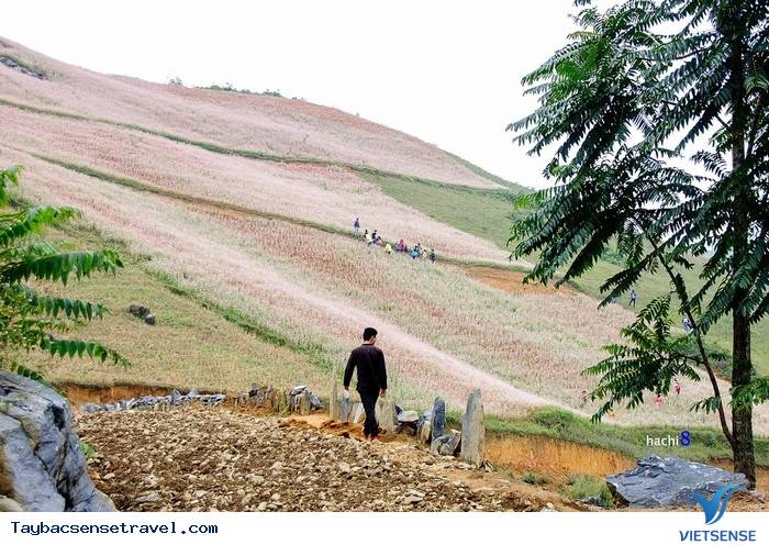 TAM GIÁC MẠCH KHOE MÀU CUỐI THU - Ảnh 3 TAM GIÁC MẠCH KHOE MÀU CUỐI THU - Ảnh 3