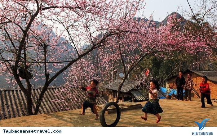 XUÂN VỀ TƯƠI THẮM SẮC ĐÀO PHAI - Ảnh 4 XUÂN VỀ TƯƠI THẮM SẮC ĐÀO PHAI - Ảnh 4