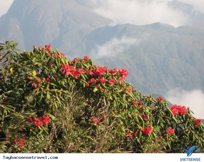 ĐỖ QUYÊN RỰC RỠ TRONG MÙA HẠ - Ảnh 3 ĐỖ QUYÊN RỰC RỠ TRONG MÙA HẠ - Ảnh 3