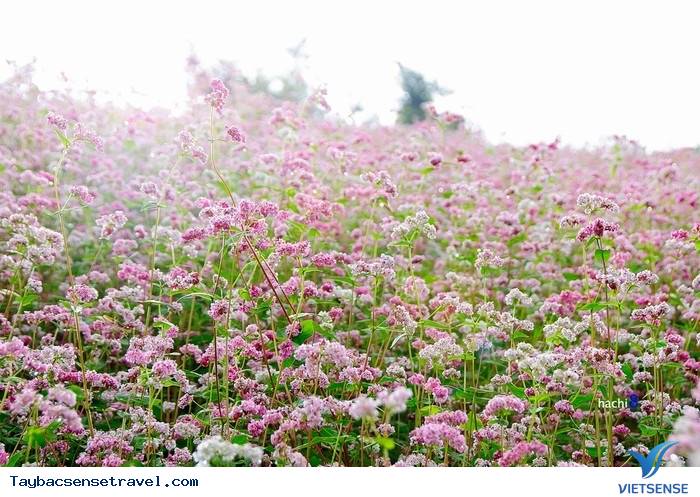 TAM GIÁC MẠCH KHOE MÀU CUỐI THU - Ảnh 2 TAM GIÁC MẠCH KHOE MÀU CUỐI THU - Ảnh 2