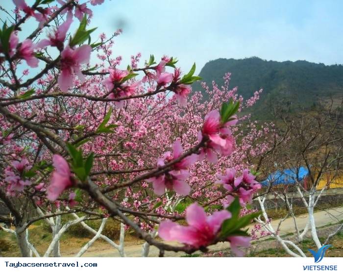 XUÂN VỀ TƯƠI THẮM SẮC ĐÀO PHAI - Ảnh 1 XUÂN VỀ TƯƠI THẮM SẮC ĐÀO PHAI - Ảnh 1