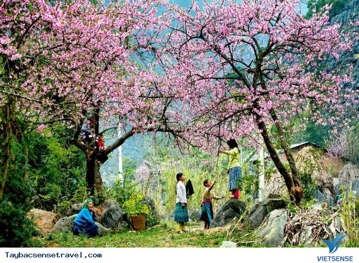 XUÂN VỀ TƯƠI THẮM SẮC ĐÀO PHAI - Ảnh 3 XUÂN VỀ TƯƠI THẮM SẮC ĐÀO PHAI - Ảnh 3