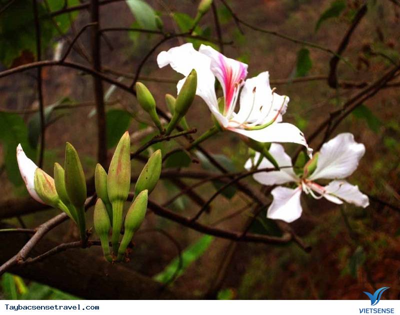 12 bức tranh tô màu chủ đề hoa mai mùa xuân đẹp nhất