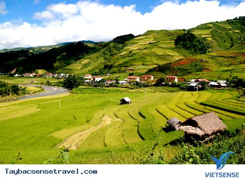 Rực Vàng Mùa Lúa Chín Mù Cang Chải - Ảnh 1 Rực Vàng Mùa Lúa Chín Mù Cang Chải - Ảnh 1