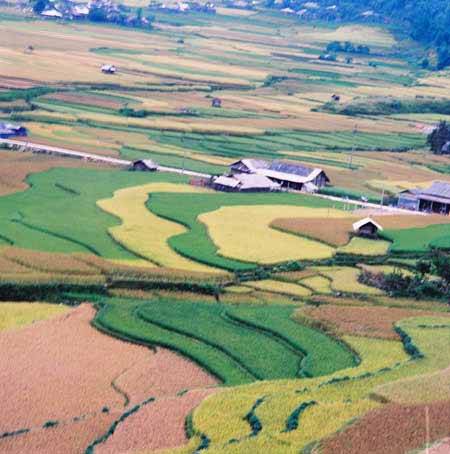 Rung Động Trước Vẻ Đẹp Của Mù Cang Chải - Ảnh 6 Rung Động Trước Vẻ Đẹp Của Mù Cang Chải - Ảnh 6