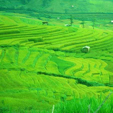 Rung Động Trước Vẻ Đẹp Của Mù Cang Chải - Ảnh 2 Rung Động Trước Vẻ Đẹp Của Mù Cang Chải - Ảnh 2