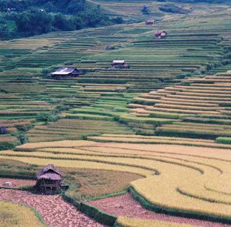Rung Động Trước Vẻ Đẹp Của Mù Cang Chải - Ảnh 4 Rung Động Trước Vẻ Đẹp Của Mù Cang Chải - Ảnh 4