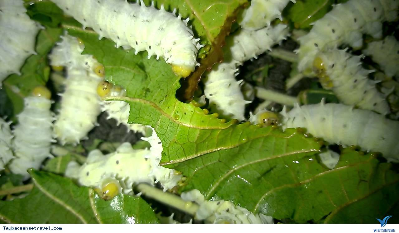 Tằm ăn lá sắn.