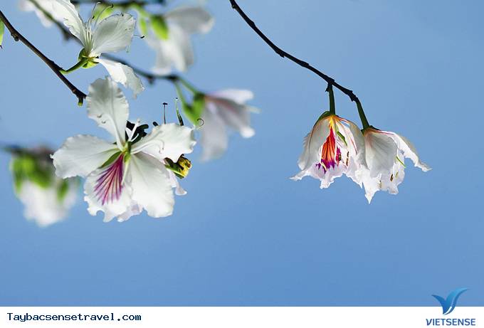 Tây Bắc Tháng 3 - Mùa Hoa Ban Rừng Nở Rộ - Ảnh 5