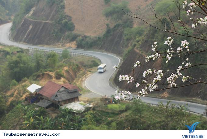 Tây Bắc Tháng 3 - Mùa Hoa Ban Rừng Nở Rộ - Ảnh 2