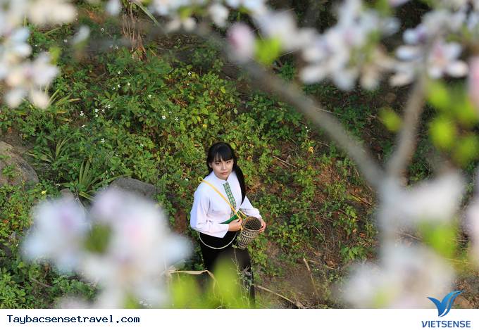 Tây Bắc Tháng 3 - Mùa Hoa Ban Rừng Nở Rộ - Ảnh 8