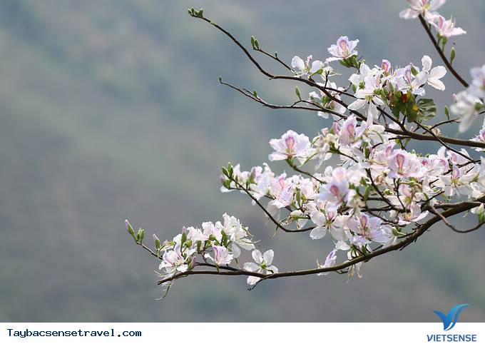 Tây Bắc Tháng 3 - Mùa Hoa Ban Rừng Nở Rộ - Ảnh 4