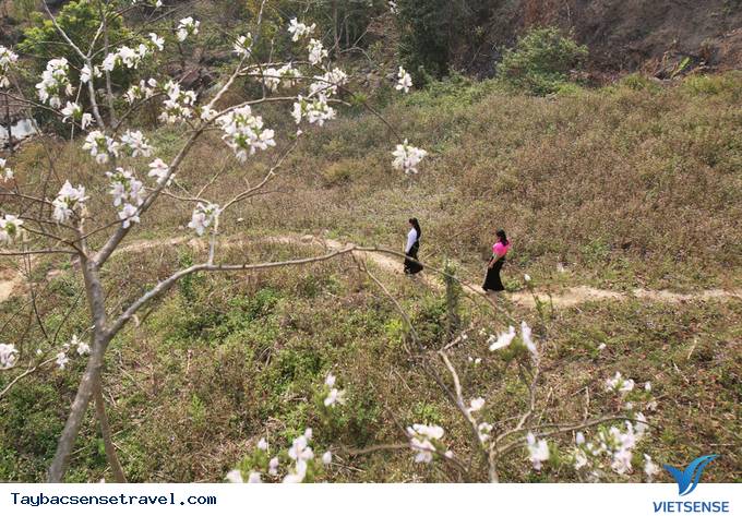 Tây Bắc Tháng 3 - Mùa Hoa Ban Rừng Nở Rộ - Ảnh 1