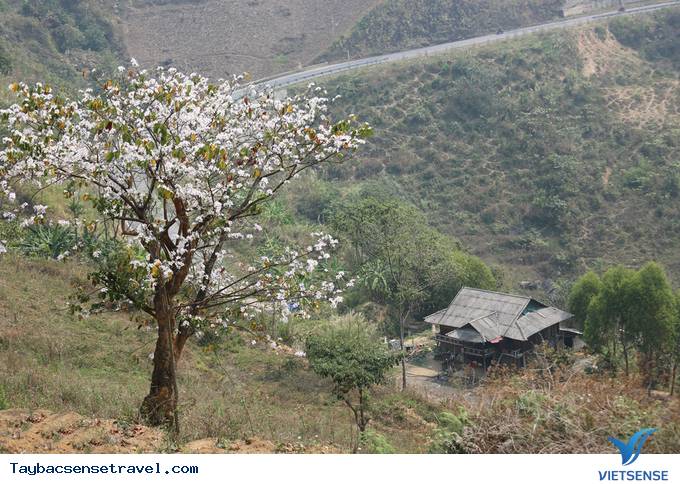 Tây Bắc Tháng 3 - Mùa Hoa Ban Rừng Nở Rộ - Ảnh 3