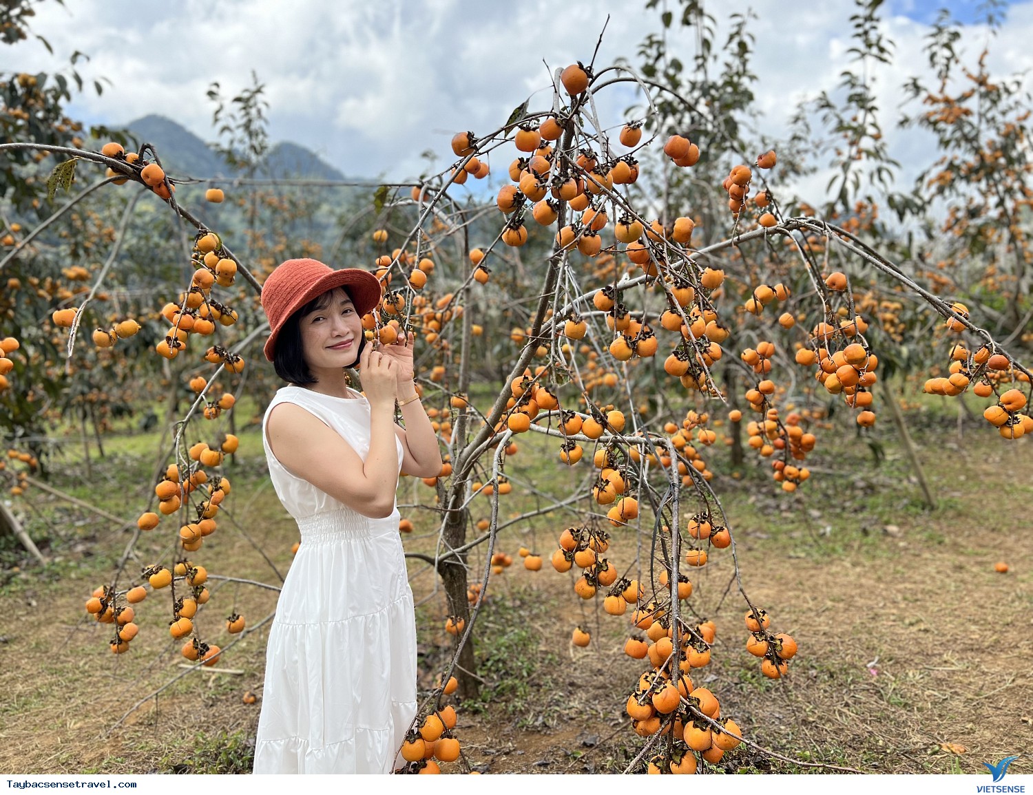 Thiên đường hoa Mộc Châu - Vườn hồng Mộc Châu - TT Bắc Yên - Ảnh 2