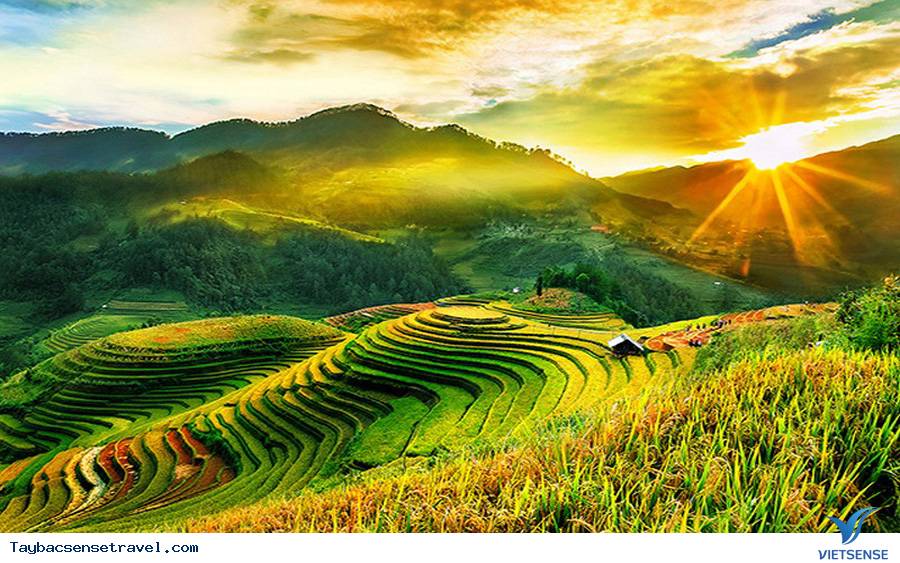 List các địa điểm thích hợp để ngắm mùa lúa chín Tây Bắc - Ảnh 1 List các địa điểm thích hợp để ngắm mùa lúa chín Tây Bắc - Ảnh 1