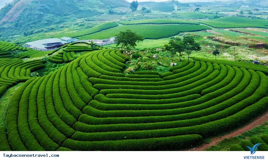 Tất tần tật kinh nghiệm Vivu Mộc Châu mới nhất 2025 - Ảnh 1 Tất tần tật kinh nghiệm Vivu Mộc Châu mới nhất 2025 - Ảnh 1