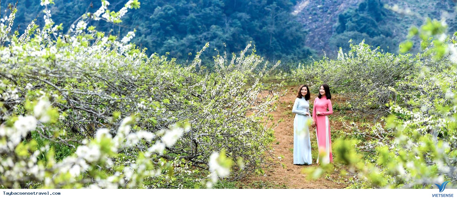 Chương trình Mộc Châu Mùa Hoa Mận 2025