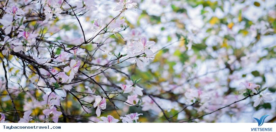 thưởng thức đặc san bê chao, cá suối chiên giòn...