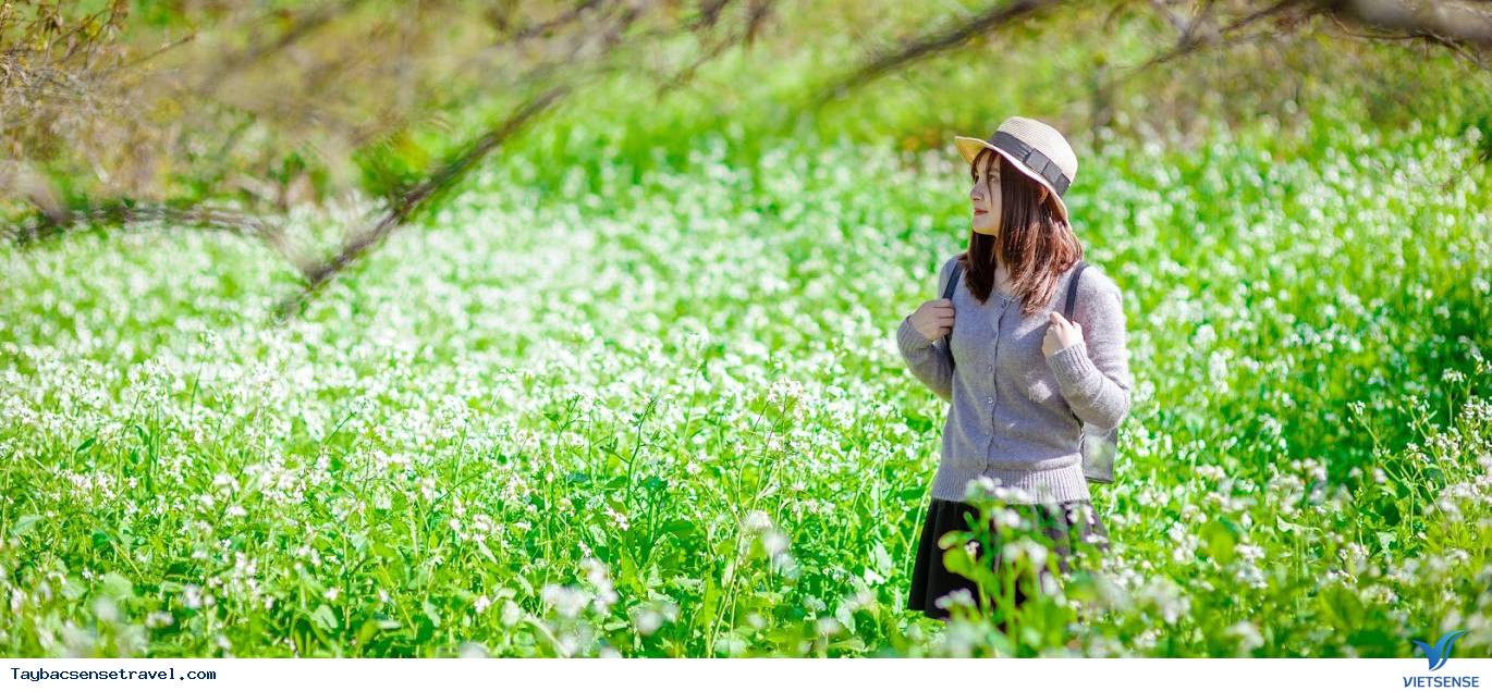 chương trình Mộc Châu Mùa Hoa Cải 2020