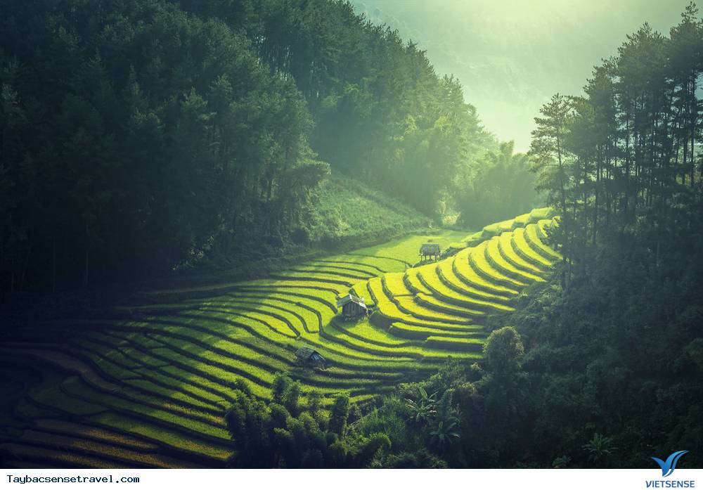 Tham gia vào ngày hội thu hoạch trong đêm thanh tĩnh Tham gia vào ngày hội thu hoạch trong đêm thanh tĩnh